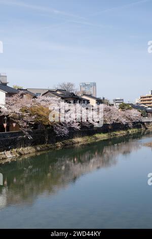 Blick auf die Kirschblüte entlang des Kasano River, Kanazawa, Ishikawa District, Japan Stockfoto