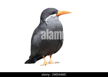 Die Inka-Seeschwalbe (Larosterna inca) ist eine Seeschwalbe der Familie Laridae Stockfoto