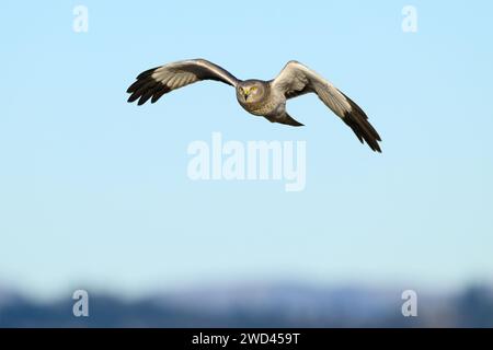 Männlicher nördlicher harrier im Flug, der sich mit schwarzen Flügelspitzen und gelben Augen auf der Gesichtsscheibe nähert Stockfoto