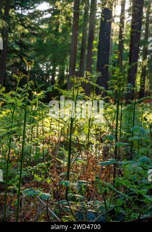 Bracken (Pteridium aquilinum) Pflanzen im englischen Wald während des Sonnenuntergangs. Pflanzenzüchtung im Wald Stockfoto