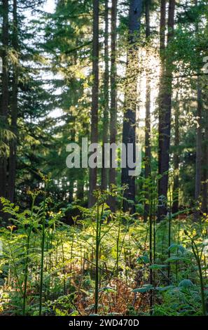 Farnpflanze im Wald bei Sonnenaufgang Stockfoto
