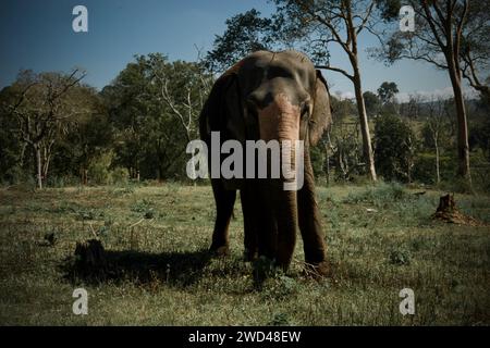 Ein wilder Elefant im Bandipur National Park, durchstreift den Dschungel und genießt frisches Gras und Kräuter Stockfoto