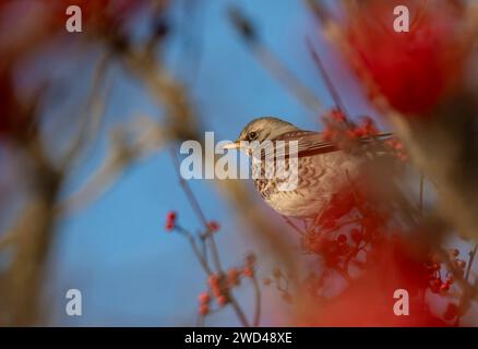 Feldfaren fressen sich von Beeren, Aberdeen Stockfoto