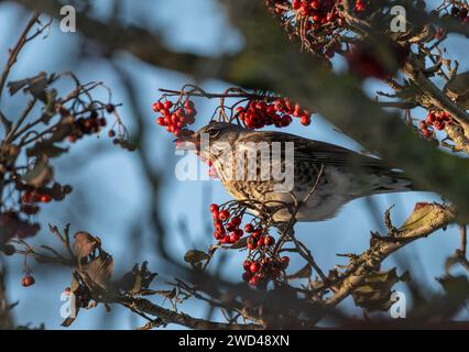 Feldfaren fressen sich von Beeren, Aberdeen Stockfoto