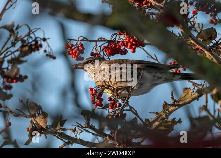 Feldfaren fressen sich von Beeren, Aberdeen Stockfoto