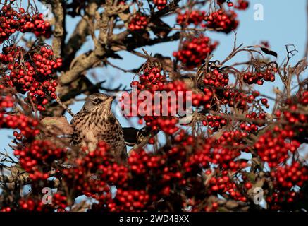 Feldfaren fressen sich von Beeren, Aberdeen Stockfoto