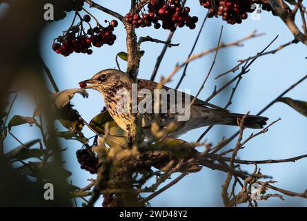 Feldfaren fressen sich von Beeren, Aberdeen Stockfoto