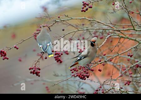 Ein Paar böhmischer Wachsflügel-Bombycilla garrulus, der sich an Weißdornbeeren ernährt - Crataegus monogyna. Winter. Uk Stockfoto