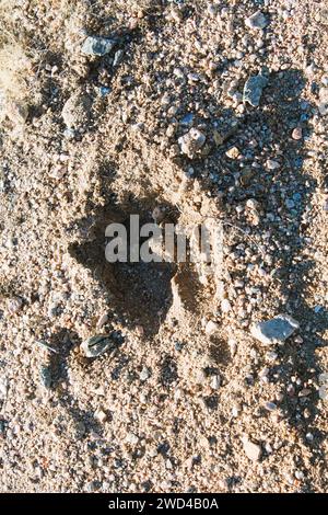 Kuhspur im Sand, Hufabdruck im Sand, einzelner Hufabdruck Stockfoto