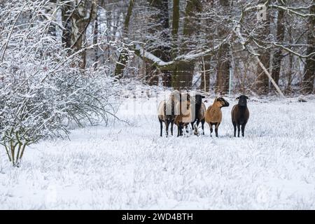 Eine kleine Schafherde auf der Weide im Winter Stockfoto