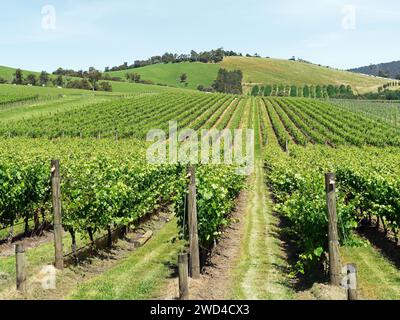 Blick auf Weinreihen im Yarra Valley Victoria Australia Stockfoto