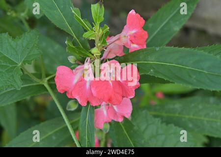 Eine Gruppe rosafarbener Gartenbalsam-Blumen (Impatiens balsamina) blüht im Garten. Diese Blumen, die unter den Namen wie gefleckter Schnappschnecke bekannt sind Stockfoto