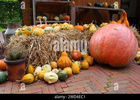 Verkaufsstand verschiedener Kürbistypen in Deutschland. Stockfoto