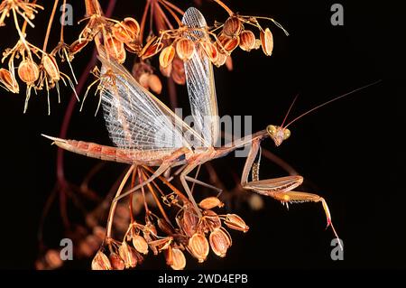 Braune europäische Mantis Mantis religiosa an einer getrockneten krautigen Pflanze in Frankreich Stockfoto