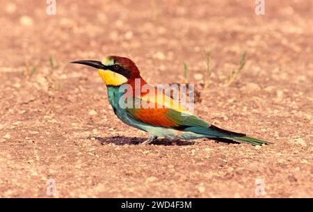 Europäischer Bienenfresser Merops Apiaster auf dem Boden Botswana Stockfoto