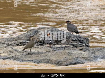 Rock Pratincole (Glareola nuchalis liberiae) zwei Erwachsene mit gemeinem Sandpiper (Actitis hypoleucos), die auf Felsen im Fluss Pra, Ghana, Afrika, stehen Stockfoto