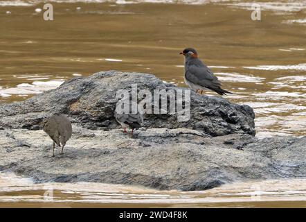 Rock Pratincole (Glareola nuchalis liberiae) zwei Erwachsene mit gemeinem Sandpiper (Actitis hypoleucos), die auf Felsen im Fluss Pra, Ghana, Afrika, stehen Stockfoto