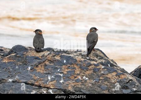 Rock Pratincole (Glareola nuchalis liberiae) zwei Erwachsene mit stehend auf Fels im Fluss Pra, Ghana, Afrika. November Stockfoto