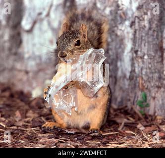 Fox Eichhörnchen Sciurus niger untersucht einen Plastikbeutel für Lebensmittel Montana USA Stockfoto