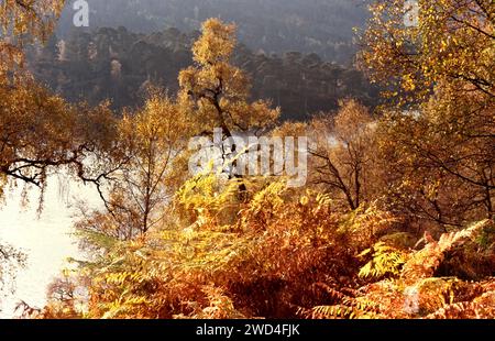 Glen Affric Cannich Scotland Bäume im Herbst mit Blick auf das Wasser des Lochs Stockfoto