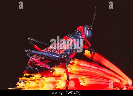 Koppie Foam Grasshopper Dictyophorus Spumans ruhen auf einer roten heißen Pokerblume in Südafrika Stockfoto