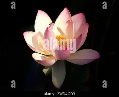 Rosa Seerose Nymphaeaceae auf einem Teich Stockfoto