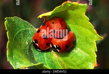 Drei Marienkäfer Coccinella septempunctata auf einem Blatt Stockfoto