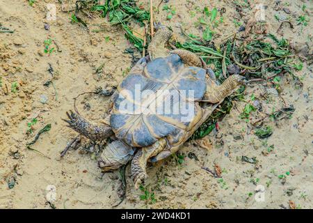 Die Landschildkröte ist gefallen und liegt kopfüber auf dem Gras. Eine kleine grüne Schildkröte, die das Gleichgewicht verliert. Die Schildkröte liegt auf der Seite und versucht Stockfoto