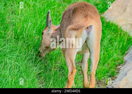 Berberschafe, auch Aoudad genannt, sind eine Ziegenart, die in den felsigen Bergen Nordafrikas beheimatet ist. Es wurden sechs Unterarten beschrieben. Barbary sie Stockfoto