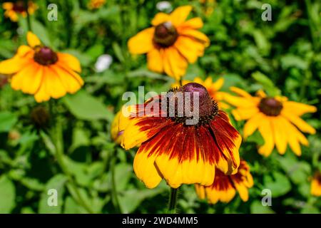 Leuchtend gelbe Blüten von Rudbeckia, allgemein bekannt als Kegelblumen oder schwarze Augen susans, in einem sonnigen Sommergarten, schöne Outdoor-Blumenhintergrund Stockfoto