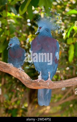 Victoria gekrönt Taube (Goura Victoria), San Diego Zoo, Balboa Park, San Diego, Kalifornien Stockfoto