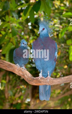 Victoria gekrönt Taube (Goura Victoria), San Diego Zoo, Balboa Park, San Diego, Kalifornien Stockfoto