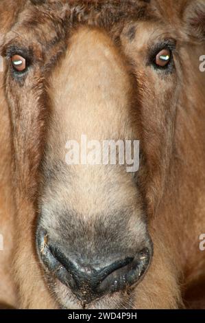 Sichuan Takin (Budorcas taxicolor tibetana), San Diego Zoo, Balboa Park, San Diego, Kalifornien Stockfoto