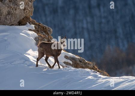 Winterszene einer alpinen Gämse oder wilden Bergziege (Rupicapra rupicapra), die an einem windigen Wintertag auf einem schneebedeckten Kamm vor Waldgrund spazieren Stockfoto