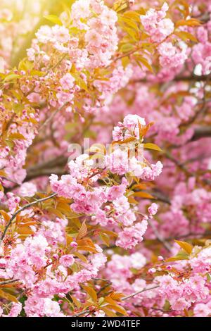 Schöne Zweige rosa Kirschblüten. Selektiver Fokus bei Frühlingsblüten Sakura. Stockfoto