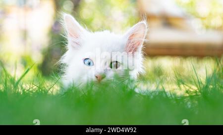 Türkisch Van Cat. Van Kedisi. Süßes weißes Kätzchen mit bunten Augen. Stockfoto