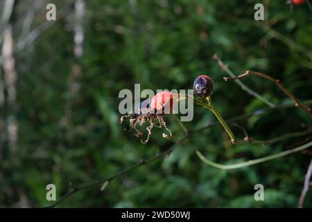 Britisches Waldland im Winter - Dowdeswell Woods, Cheltenham, Gloucestershire Stockfoto