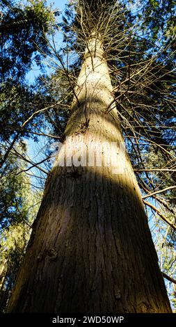 Britisches Waldland im Winter - Dowdeswell Woods, Cheltenham, Gloucestershire Stockfoto