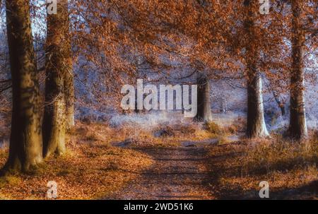 Eine malerische Herbstlandschaft mit einem unbefestigten Pfad, umgeben von einer lebhaften Darstellung von bunten Bäumen Stockfoto