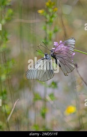 Schwarze weiße Schmetterlinge paaren sich auf einer Pflanze. Nahaufnahme, unter dem Flügel. (Aporia crataegi) Stockfoto