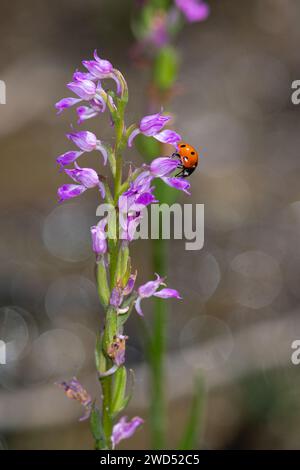 Marienkäfer auf lila Blume. Nahaufnahme. Stockfoto