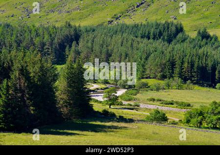 Ein Fluss fließt durch kleine Pinien - und Tannenplantagen bei Glen Clova auf der Aberdeenshire - Seite des Cairngorms National Park in Schottland Stockfoto