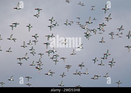 Gewöhnliche Pochard-Enten fliegen in einer Gruppe am Salda-See in der Türkei. (Aythya ferina) Stockfoto