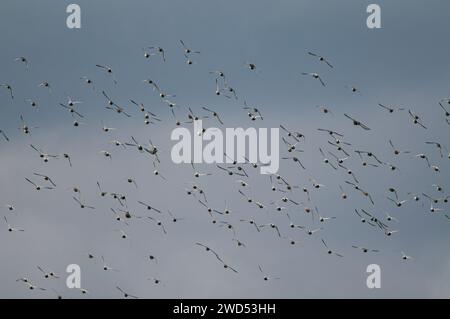 Gewöhnliche Pochard-Enten fliegen in einer Gruppe am Salda-See in der Türkei. (Aythya ferina) Stockfoto