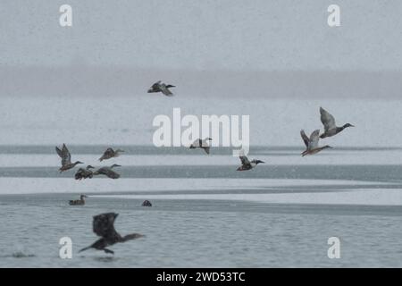 Northern Shoveler Enten fliegen am verschneiten Himmel. (Spatula clypeata) Stockfoto