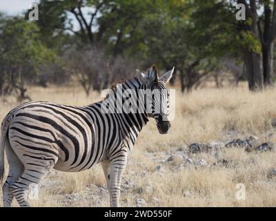 Plains Zebra mitten im Etosha Park in Namibia Stockfoto