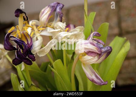 Verwelkte Tulpen in einer Vase auf einem Tisch. Stockfoto