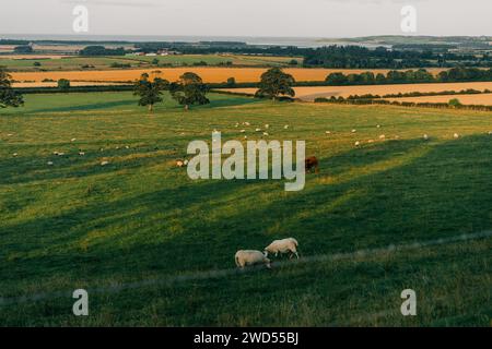 Kühe auf den Wiesen in England. Hochwertige Fotos Stockfoto