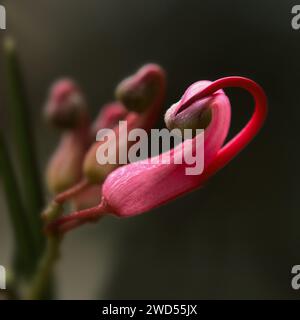 Alpine Grevillea der Bromley Gardens, auch bekannt als Katzen-Klaue. Stockfoto