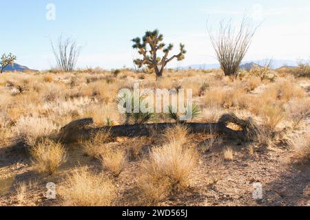 Toter Baum in der Wüste mit Joshua Baum im Hintergrund und Ocotillo's Stockfoto